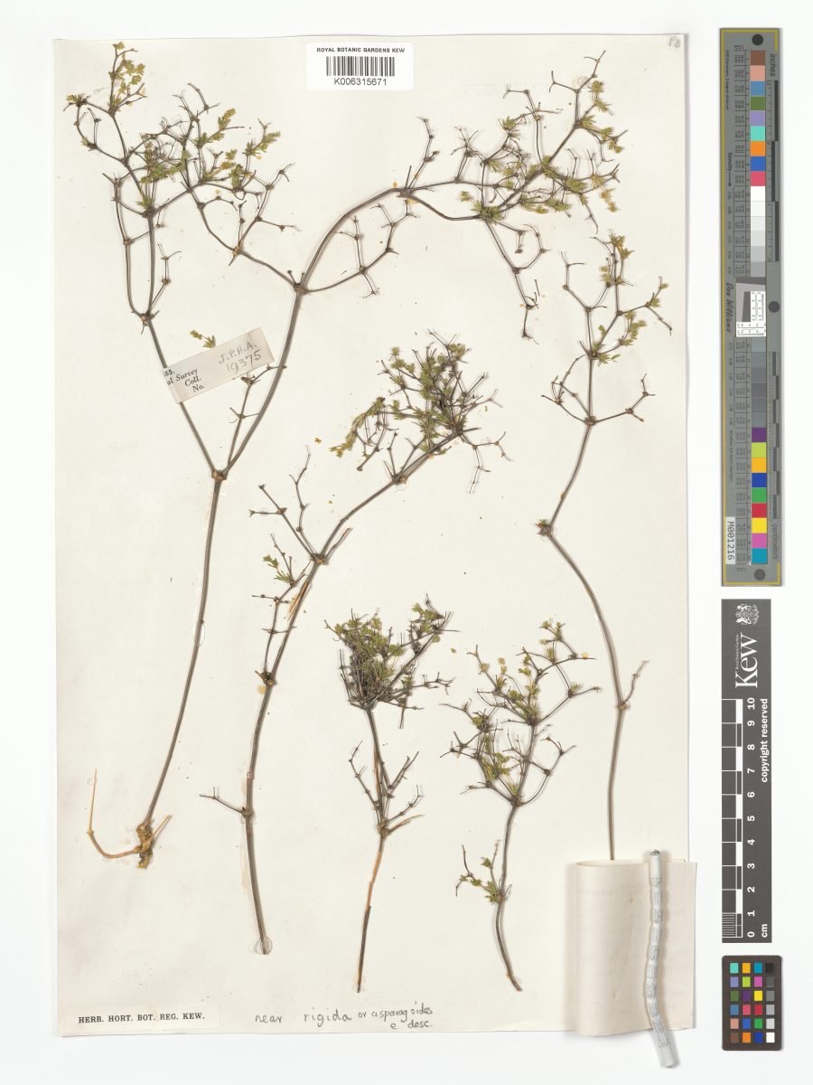 Adenogramma teretifolia