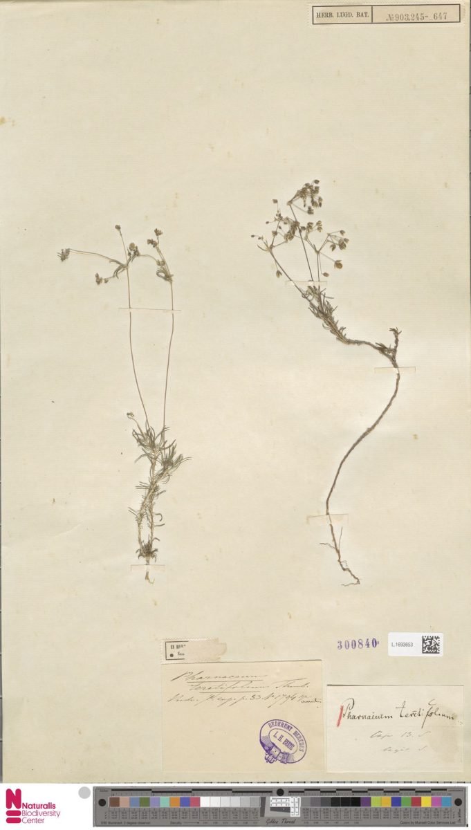 Adenogramma teretifolia photograph 3