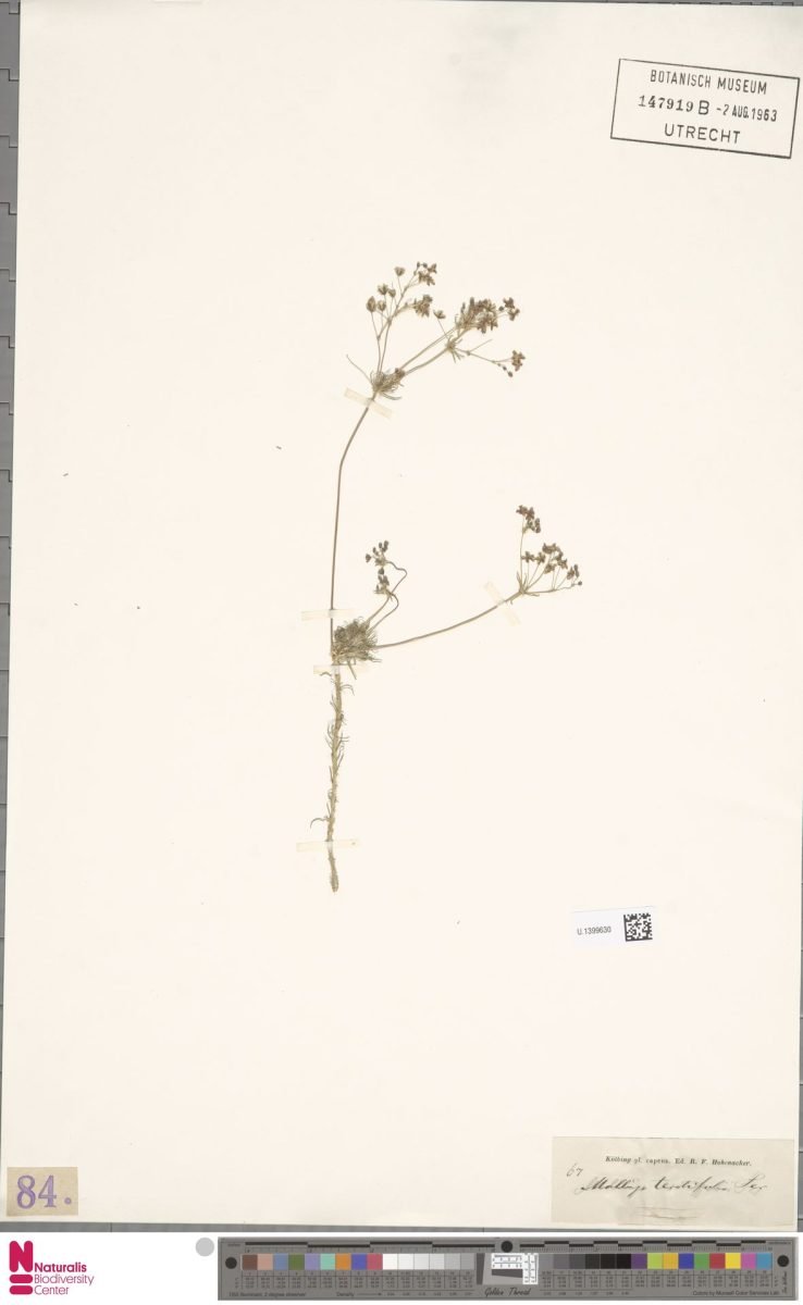 Adenogramma teretifolia photograph 4