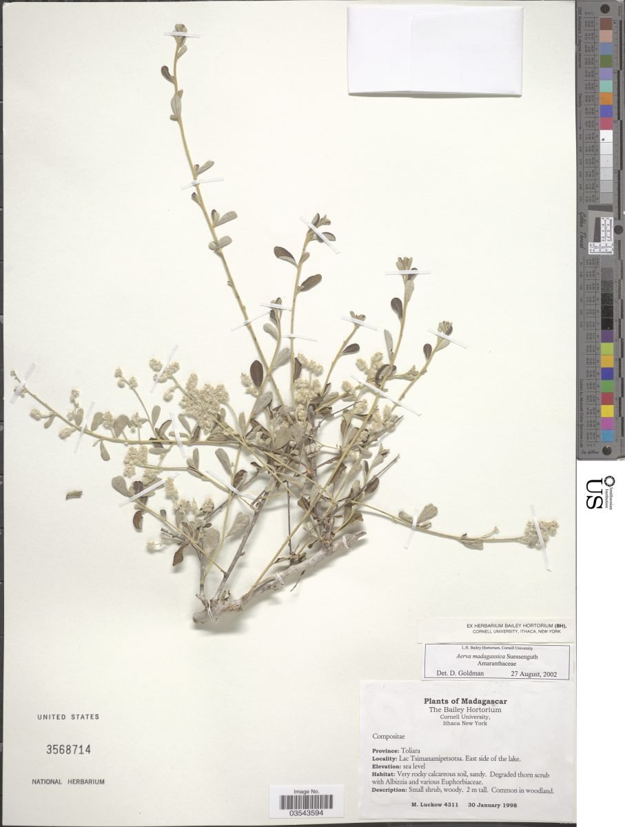 Aerva madagassica photograph 2