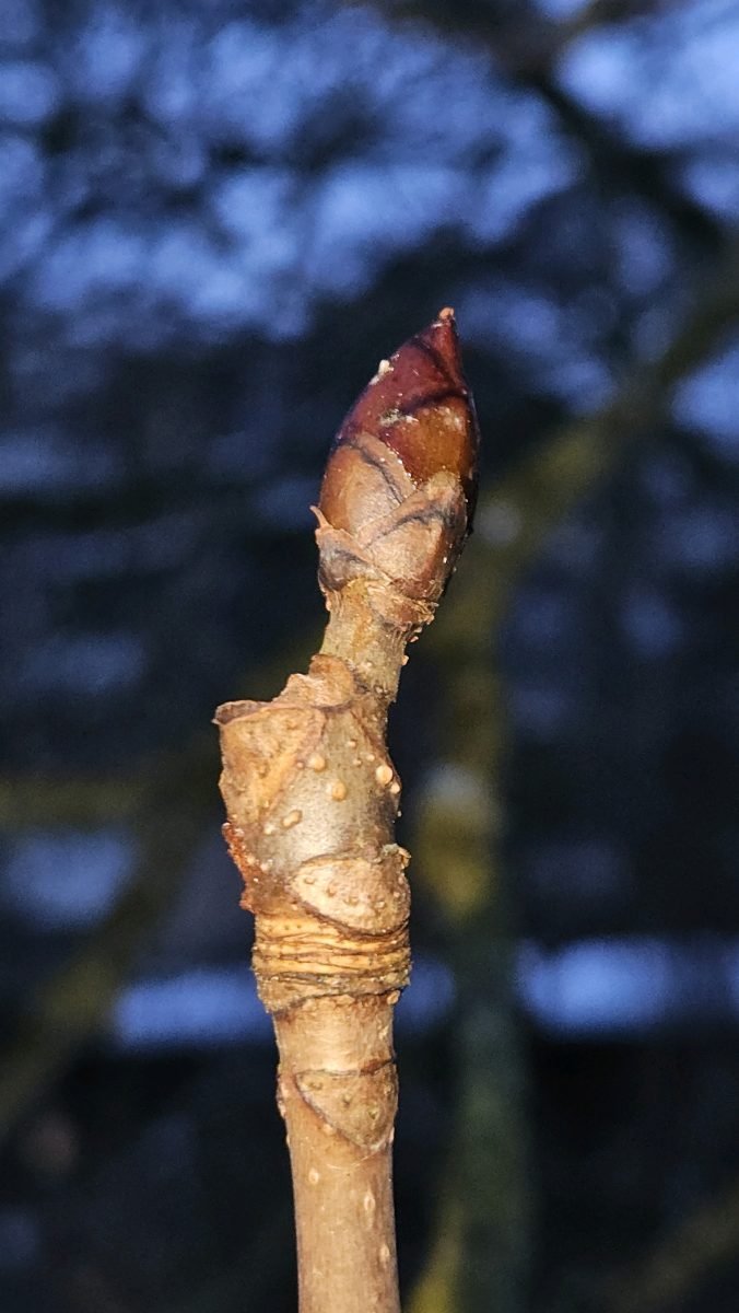 Aesculus hippocastanum