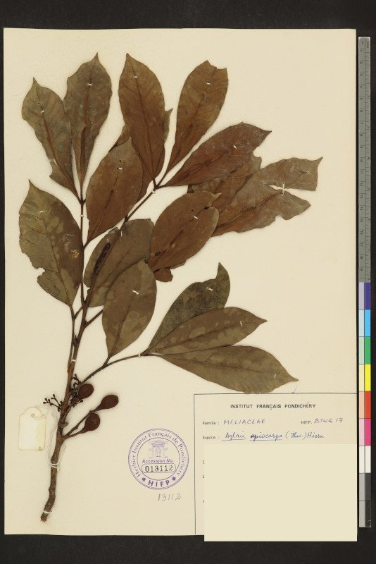 Aglaia apiocarpa photograph 2