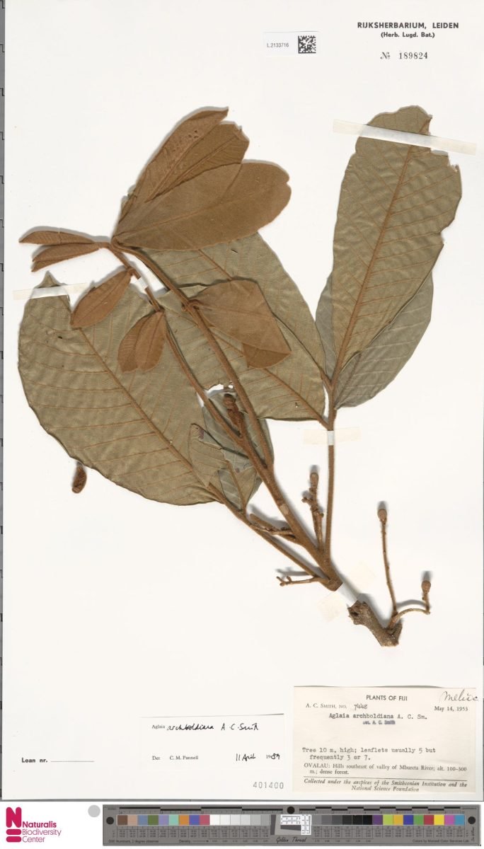 Aglaia archboldiana photograph 3