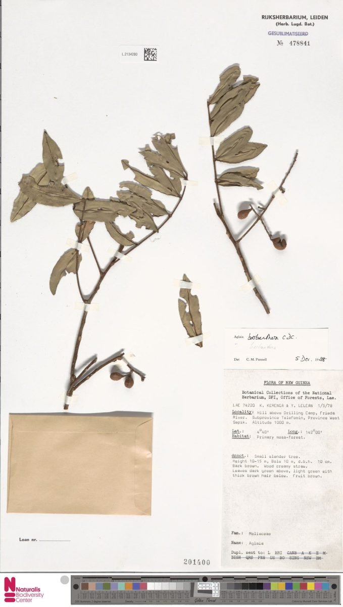 Aglaia barbanthera photograph 2