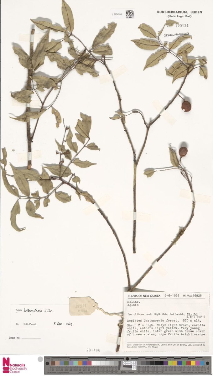 Aglaia barbanthera photograph 4