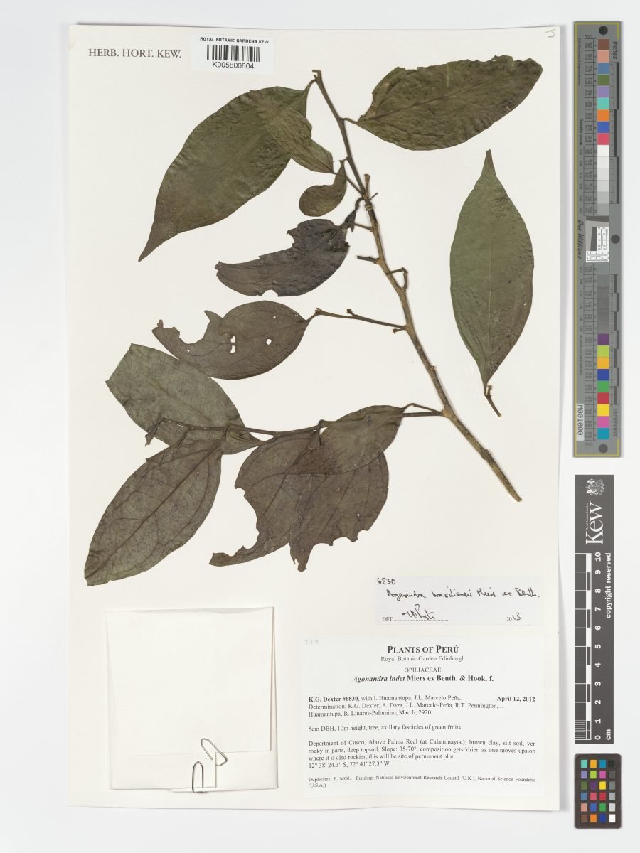 Agonandra brasiliensis photograph 4