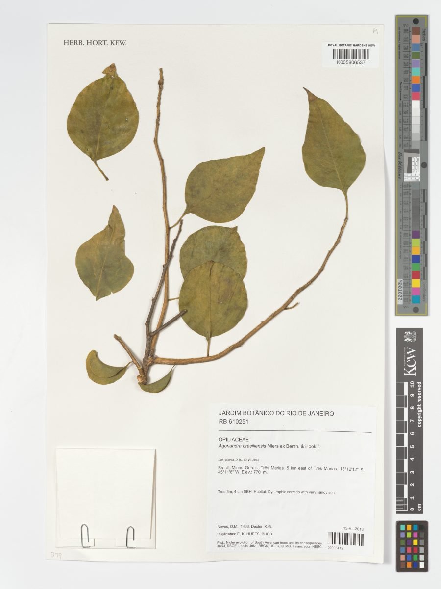 Agonandra brasiliensis photograph 3