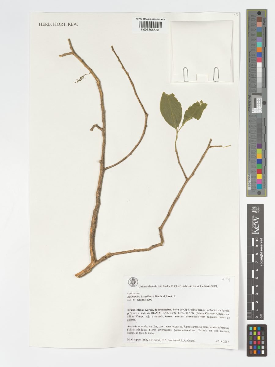 Agonandra brasiliensis photograph 6