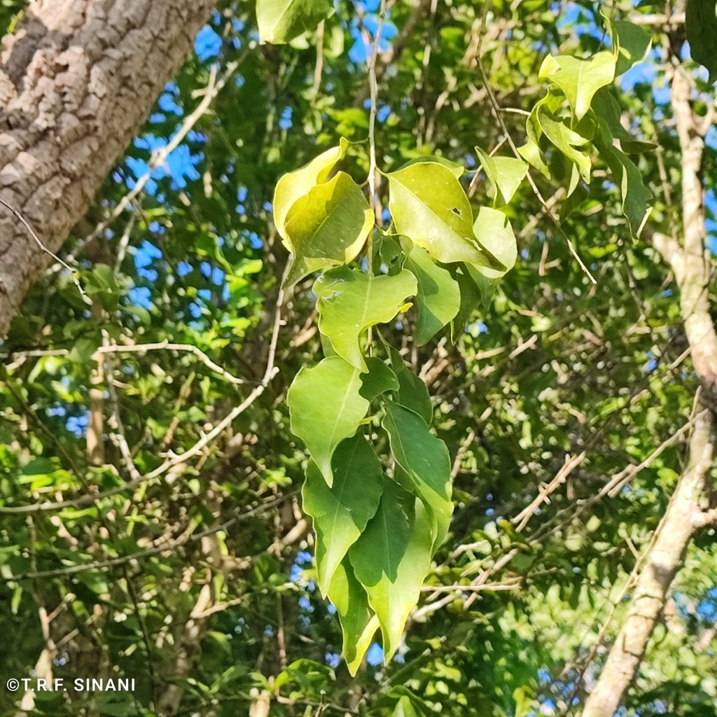 Agonandra brasiliensis