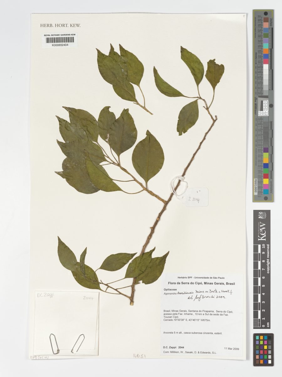 Agonandra brasiliensis photograph 5