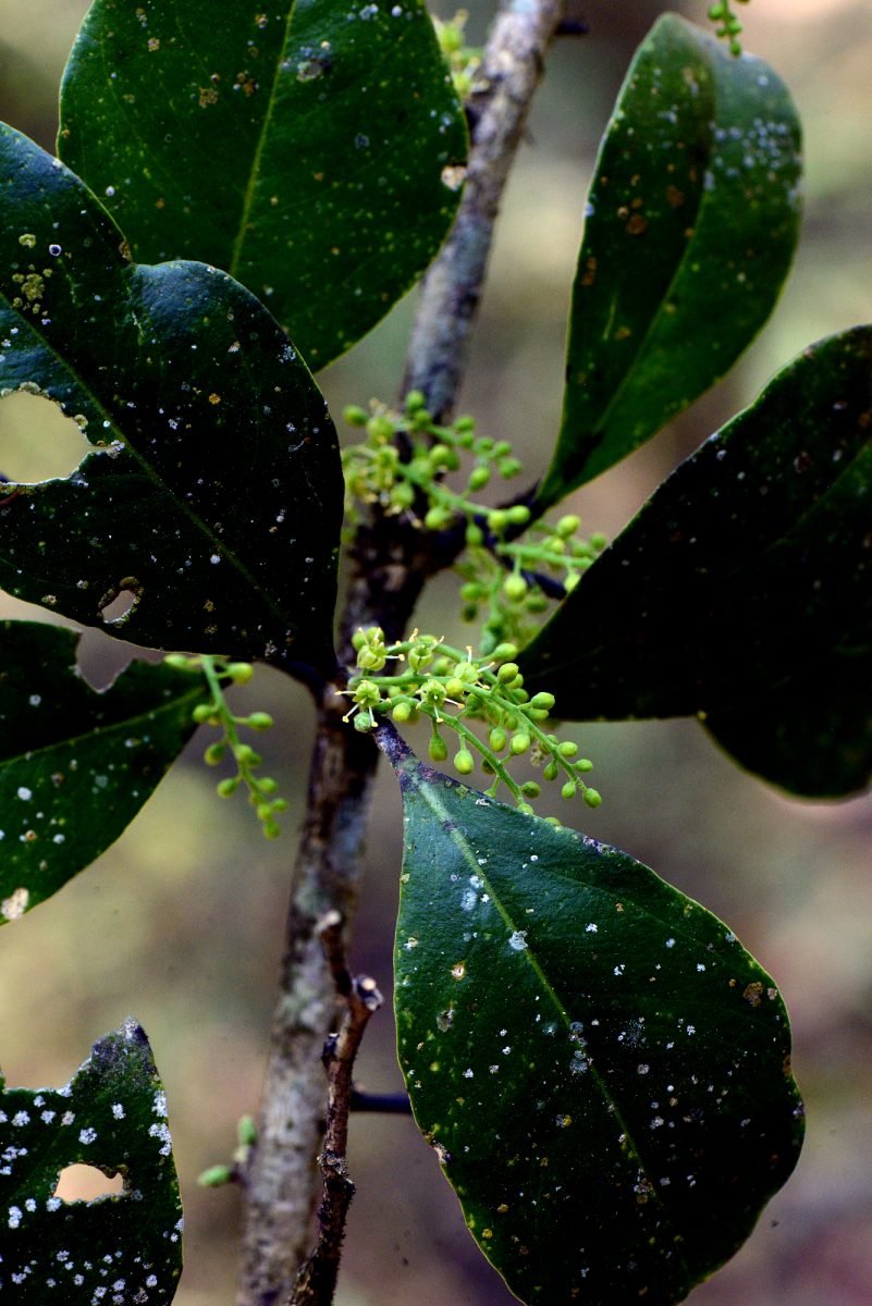 Agonandra excelsa