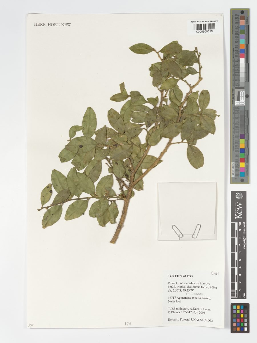 Agonandra excelsa photograph 4