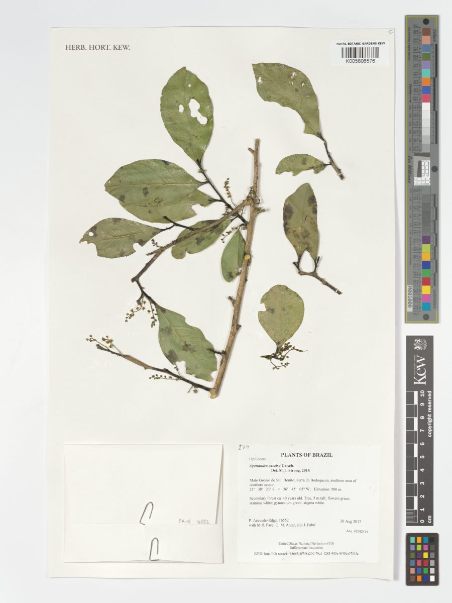 Agonandra excelsa photograph 2