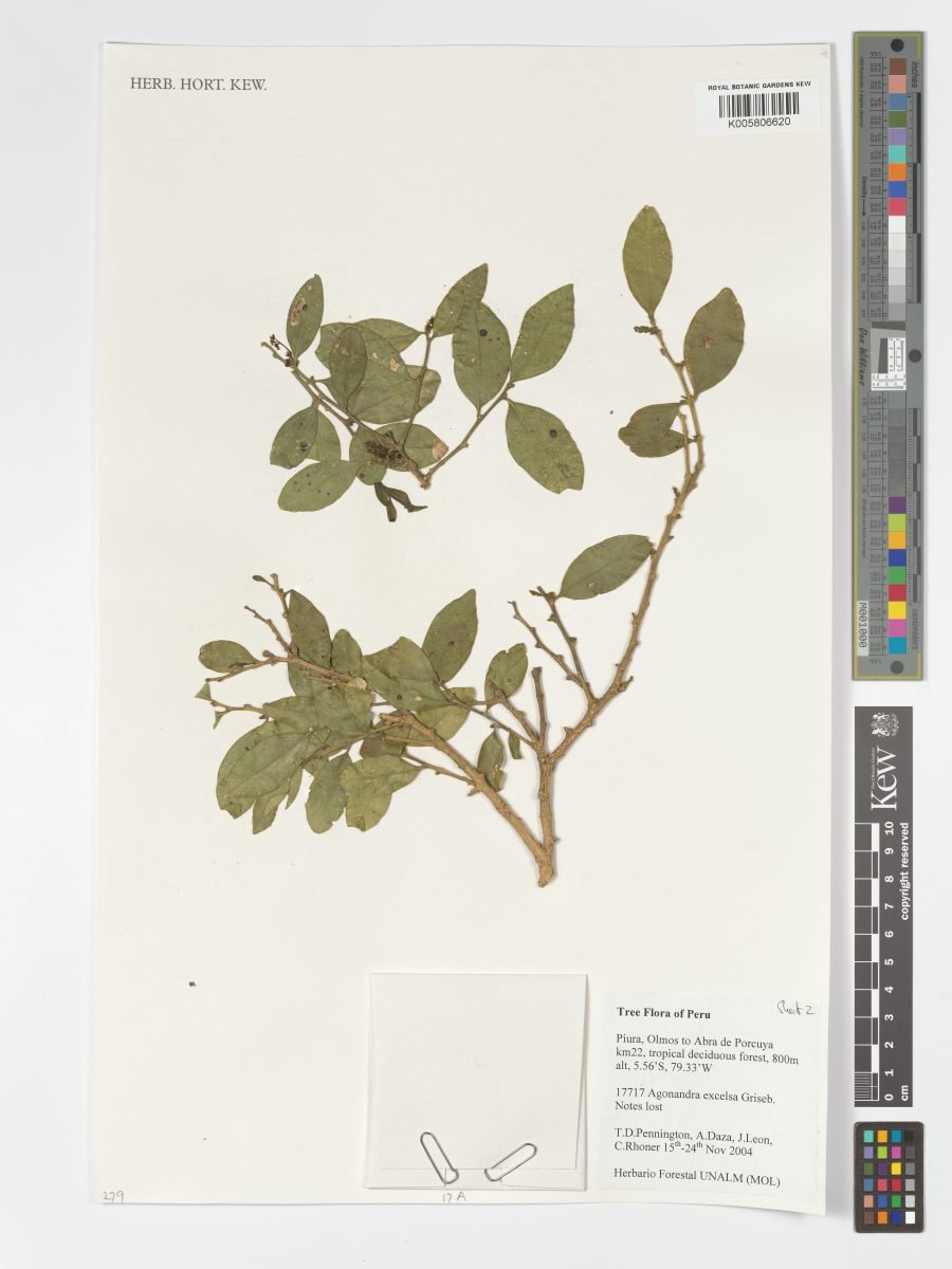 Agonandra excelsa photograph 5