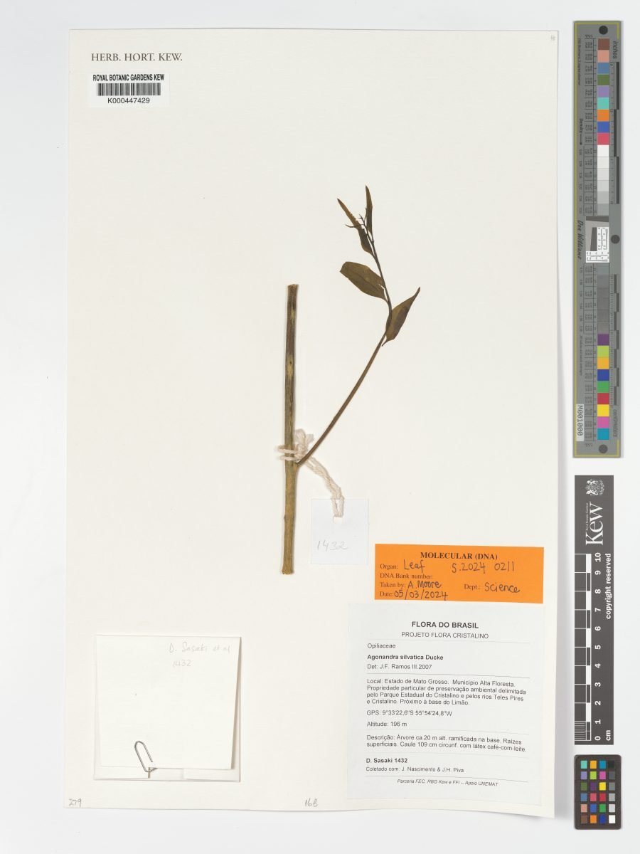 Agonandra silvatica photograph 2