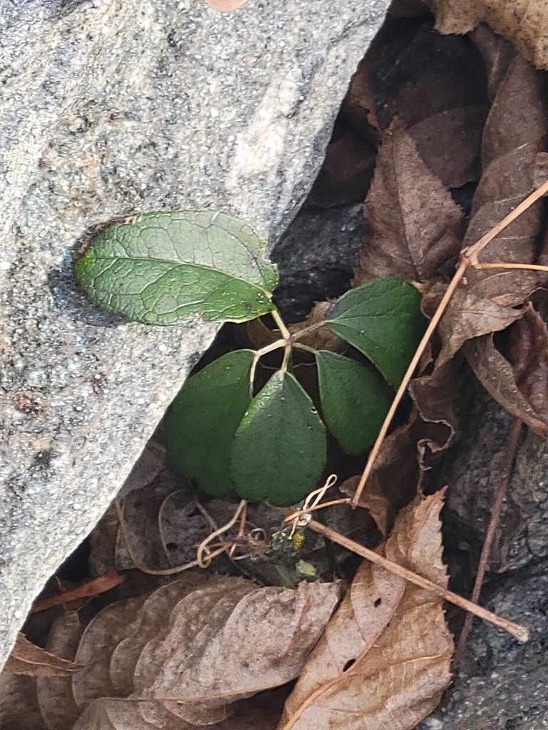 Akebia quinata photograph 3