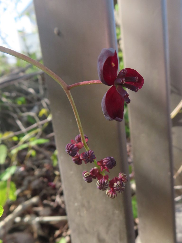 Akebia trifoliata photograph 4