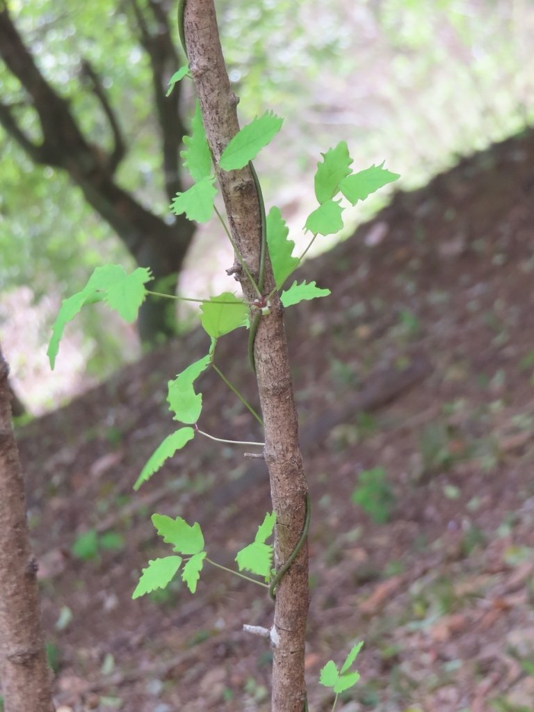 Akebia trifoliata