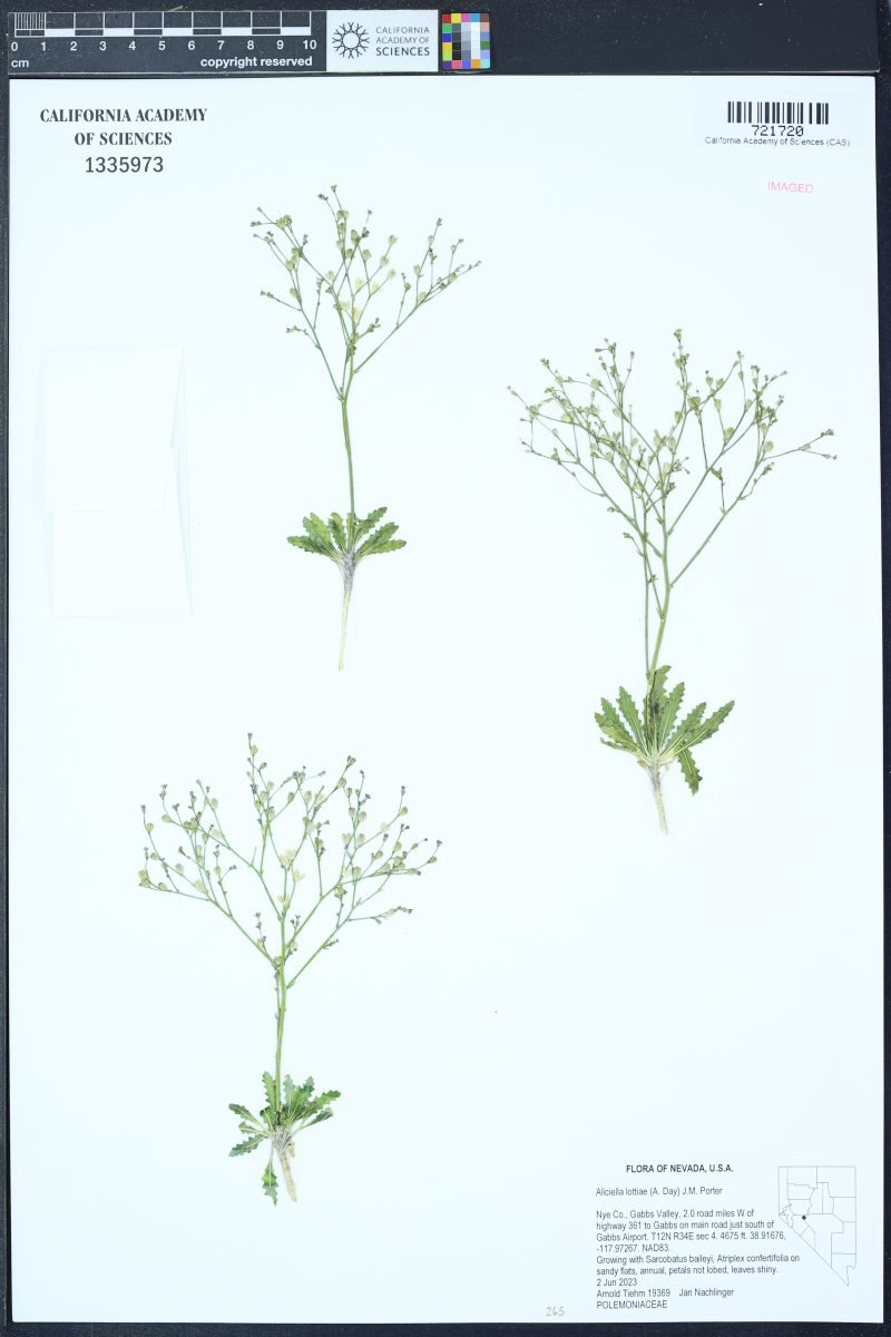 Aliciella lottiae photograph 5