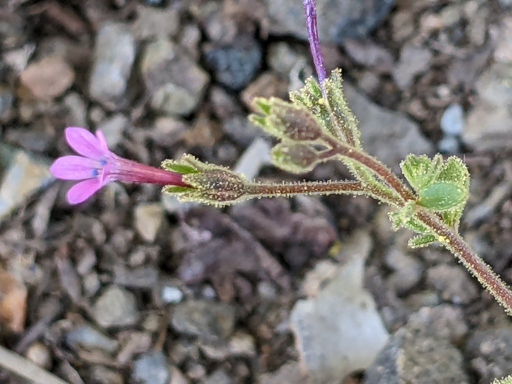 Allophyllum divaricatum photograph 4