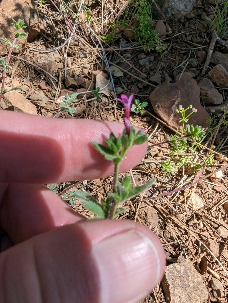 Allophyllum divaricatum photograph 3