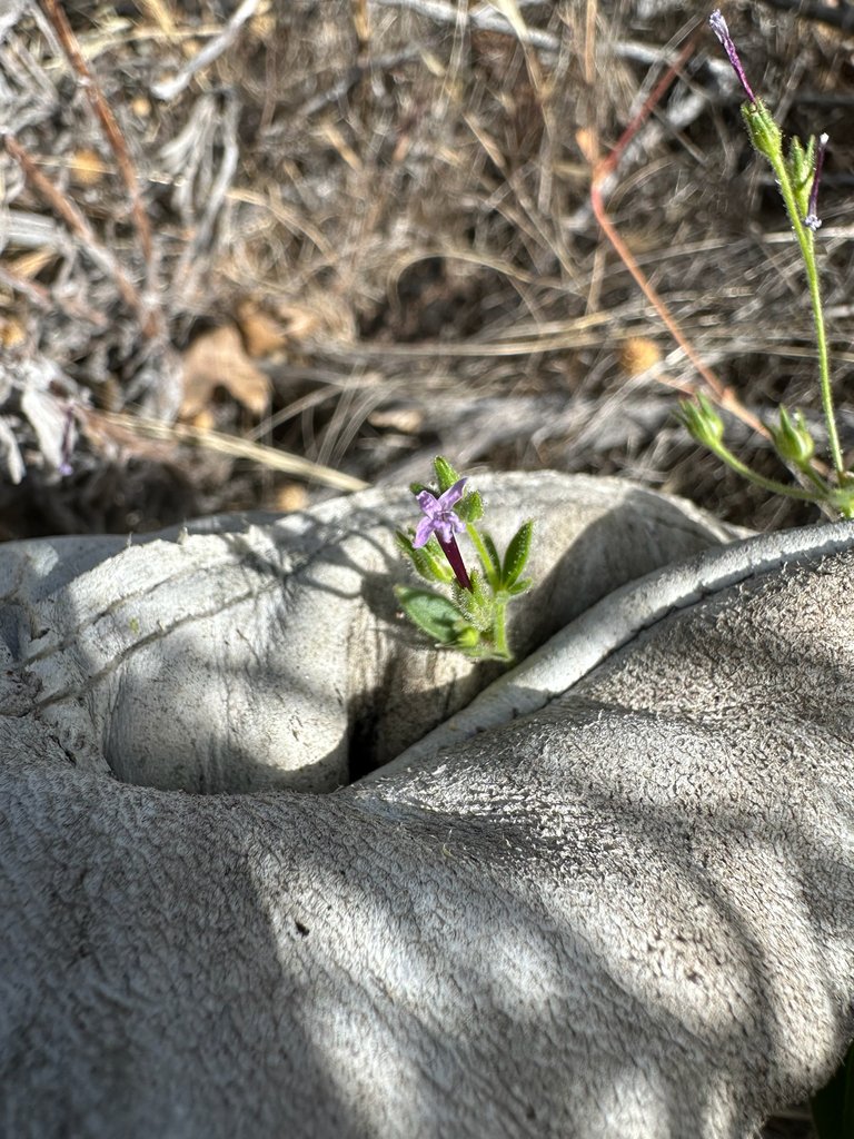 Allophyllum divaricatum