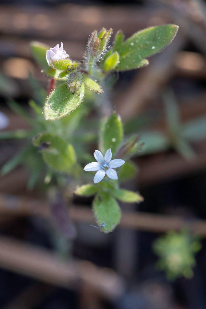 Allophyllum integrifolium photograph 4