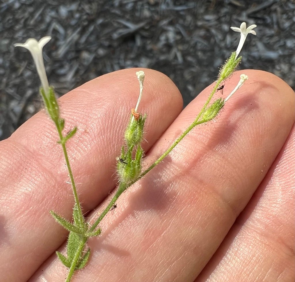 Allophyllum integrifolium