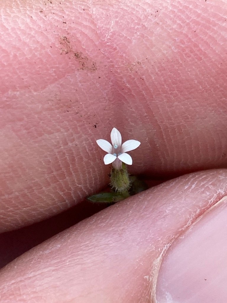 Allophyllum integrifolium photograph 2