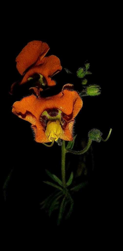 Alonsoa linearis