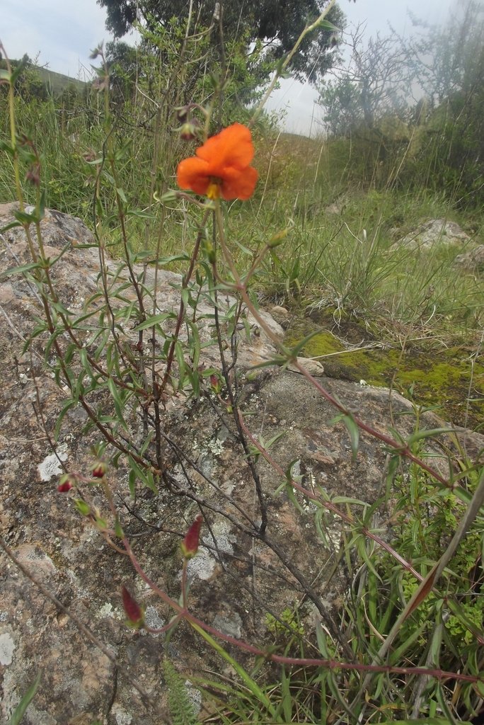 Alonsoa linearis photograph 3