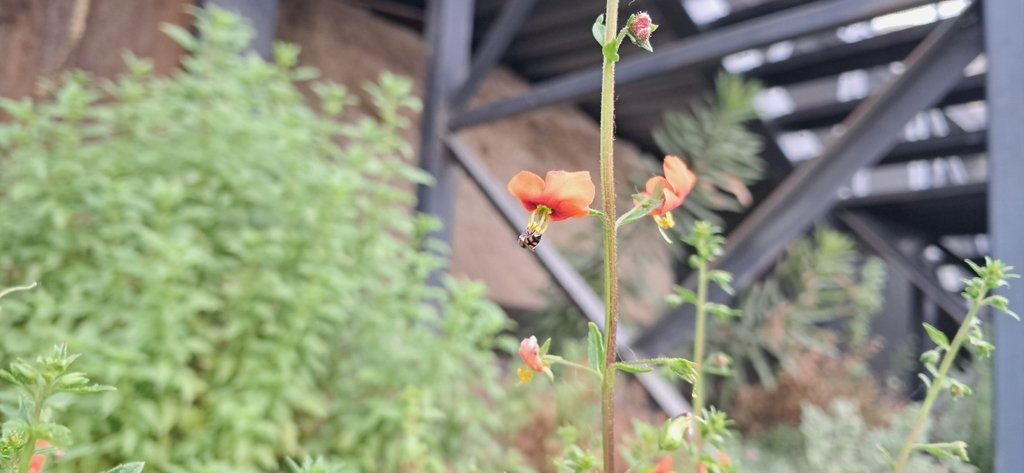 Alonsoa meridionalis photograph 4