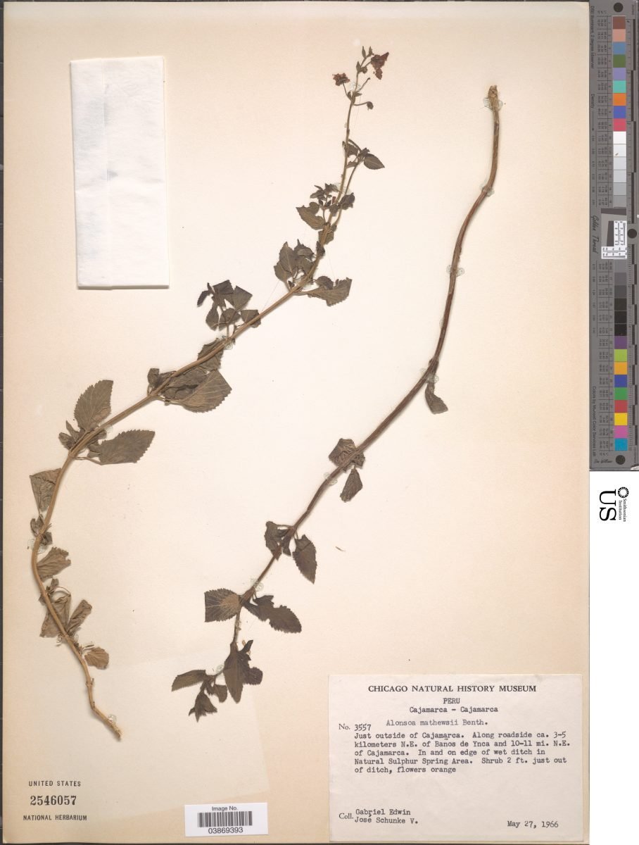 Alonsoa minor photograph 4