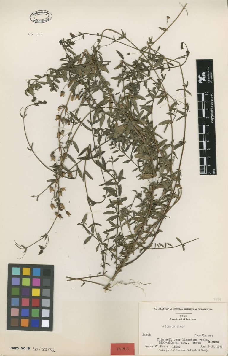 Alonsoa minor photograph 5
