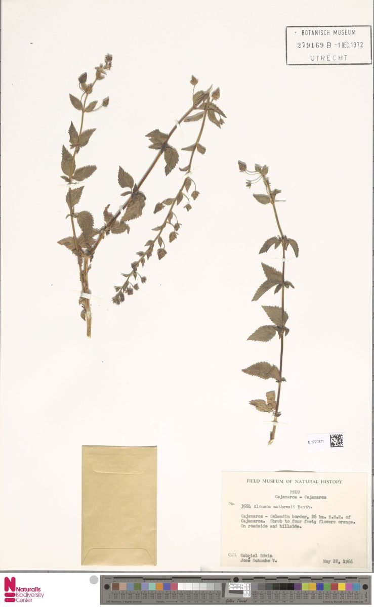 Alonsoa minor photograph 2