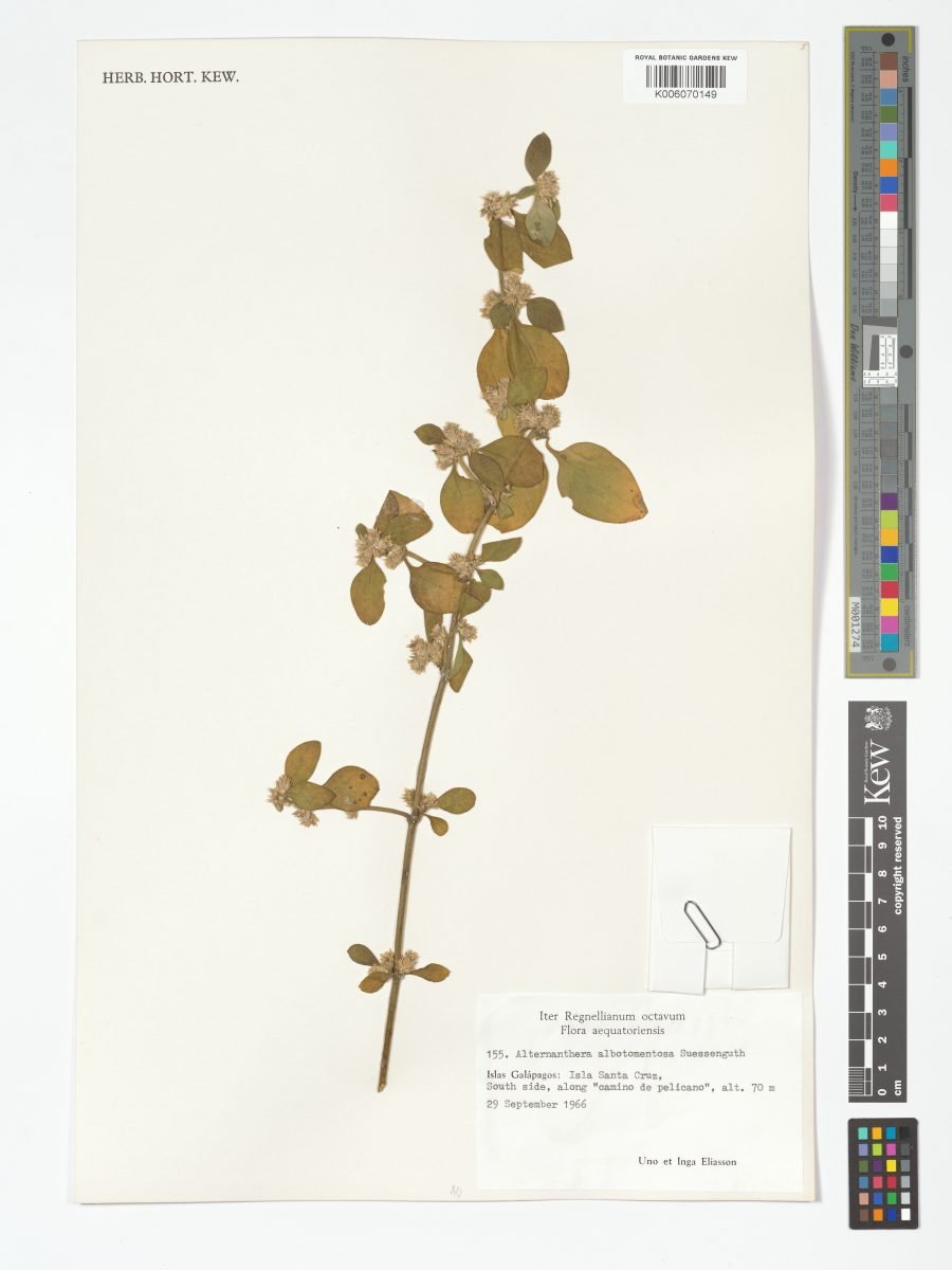 Alternanthera albotomentosa photograph 6