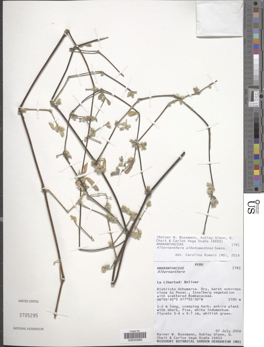 Alternanthera albotomentosa photograph 4