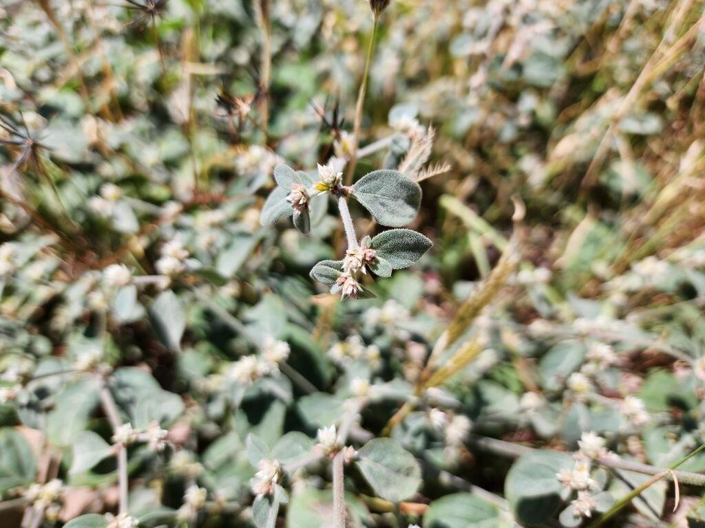 Alternanthera albotomentosa