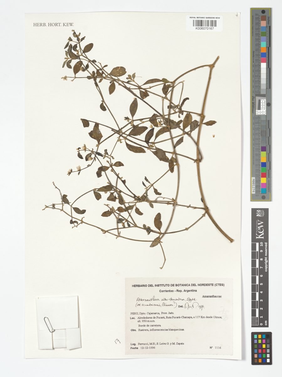 Alternanthera albotomentosa photograph 5
