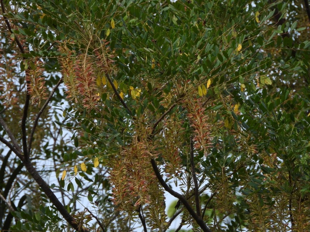 Alvaradoa amorphoides