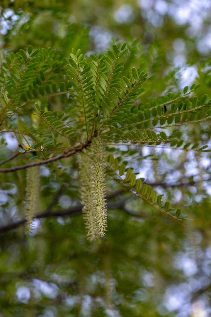 Alvaradoa amorphoides photograph 5