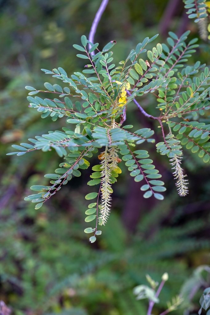 Alvaradoa amorphoides photograph 6