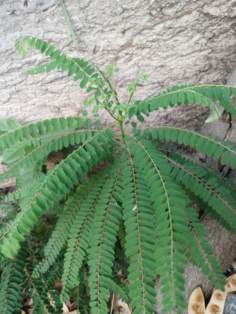 Alvaradoa amorphoides photograph 3