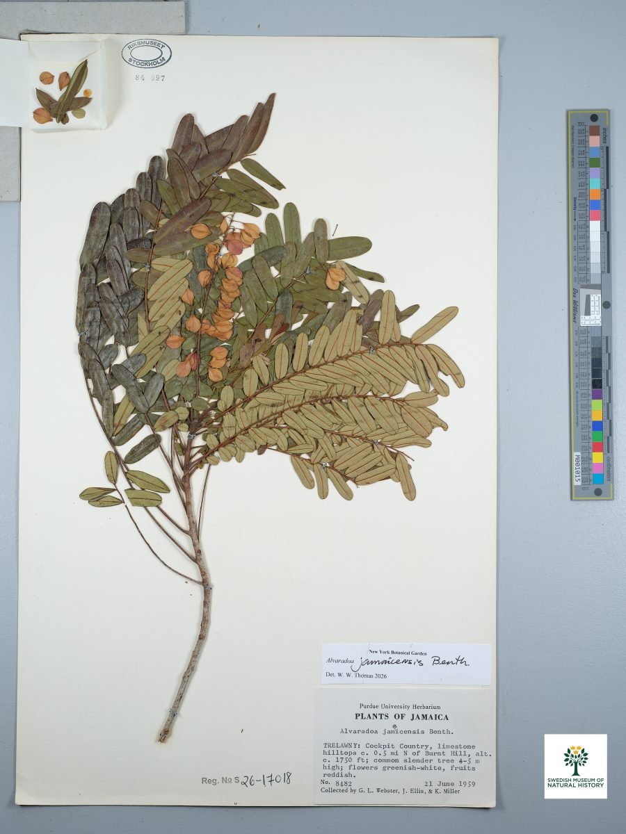 Alvaradoa jamaicensis photograph 5