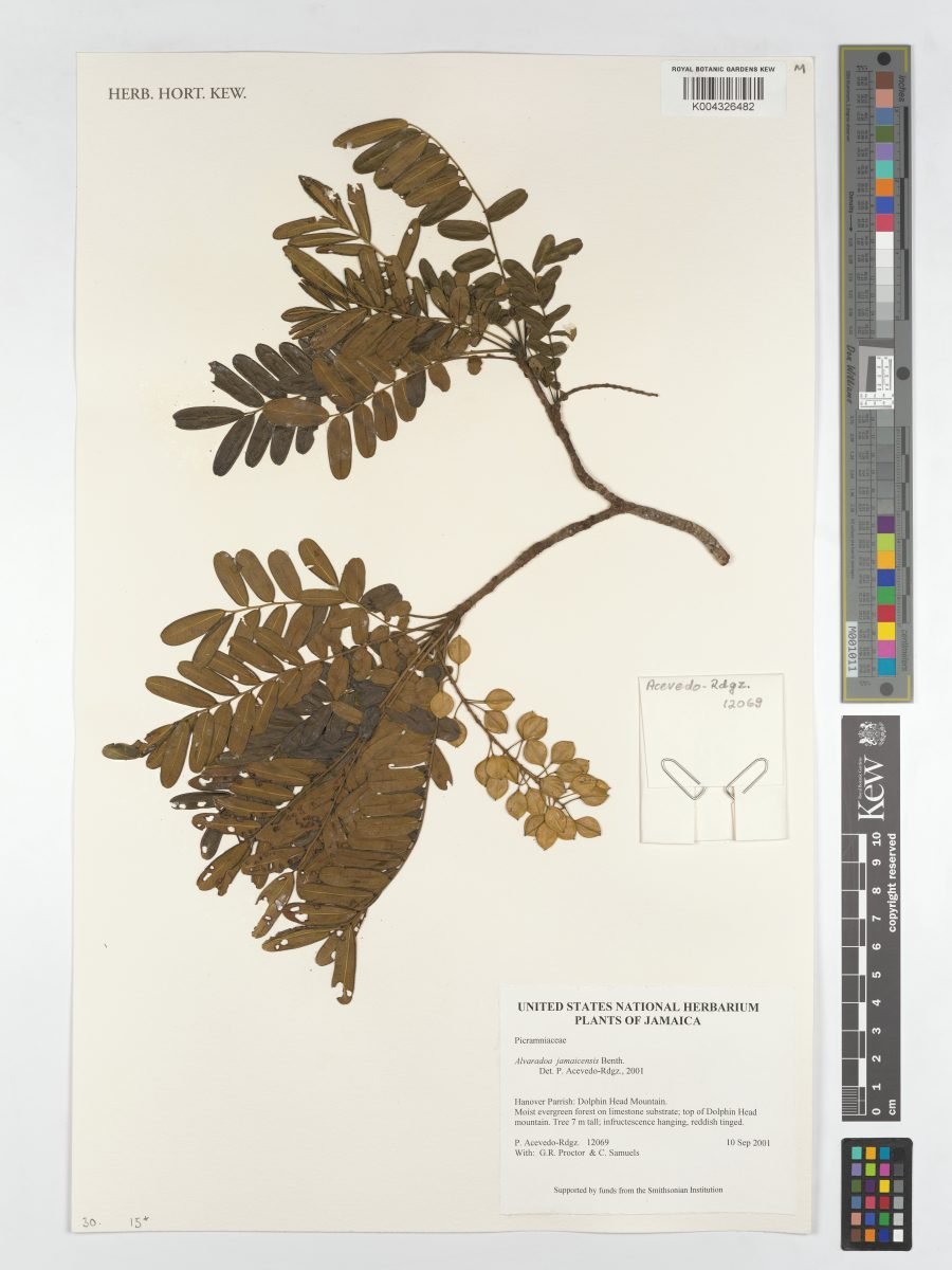 Alvaradoa jamaicensis photograph 2