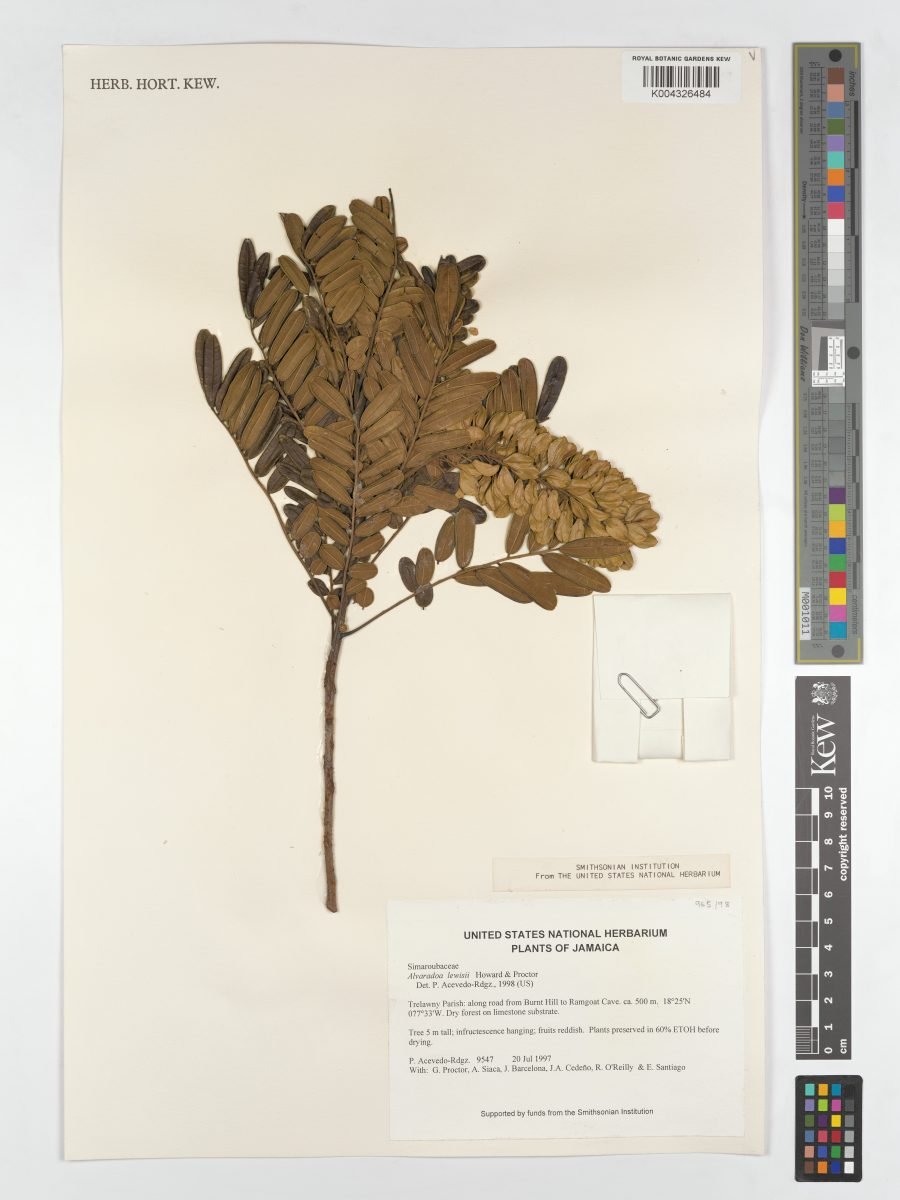 Alvaradoa jamaicensis photograph 3