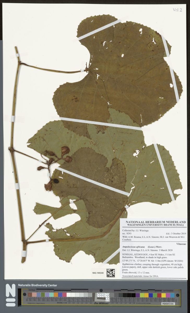 Ampelocissus africana photograph 6