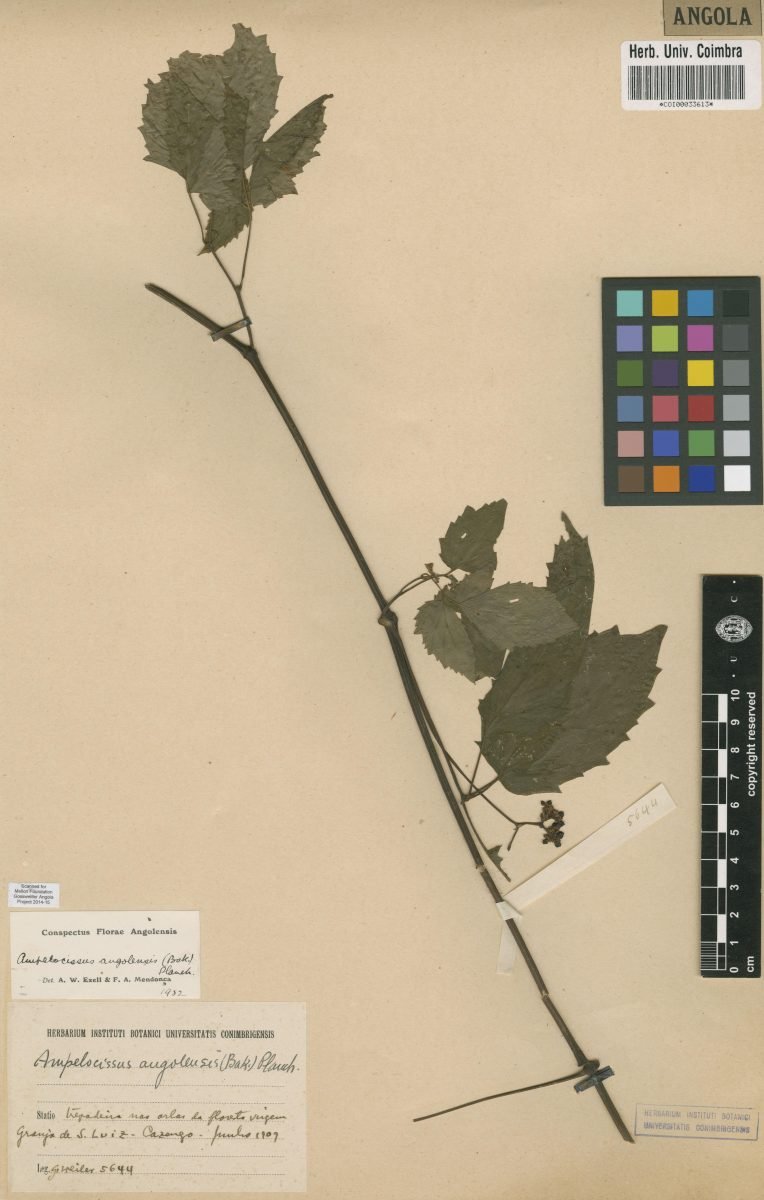 Ampelocissus angolensis