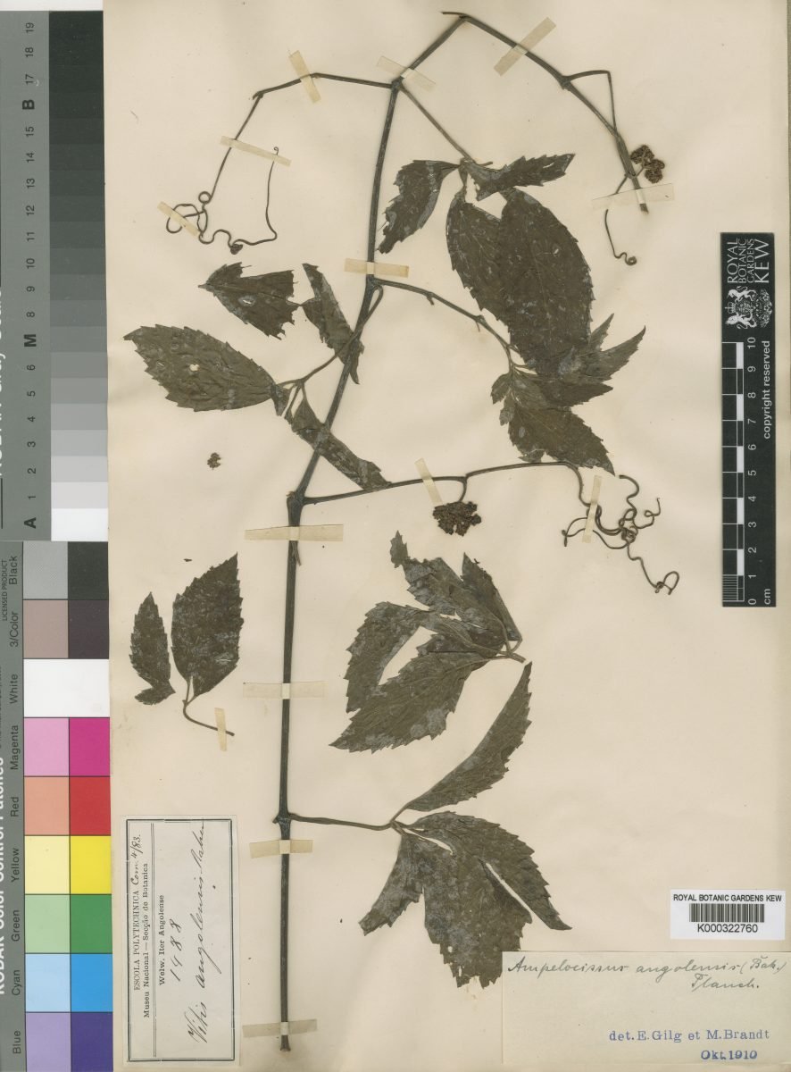 Ampelocissus angolensis photograph 5