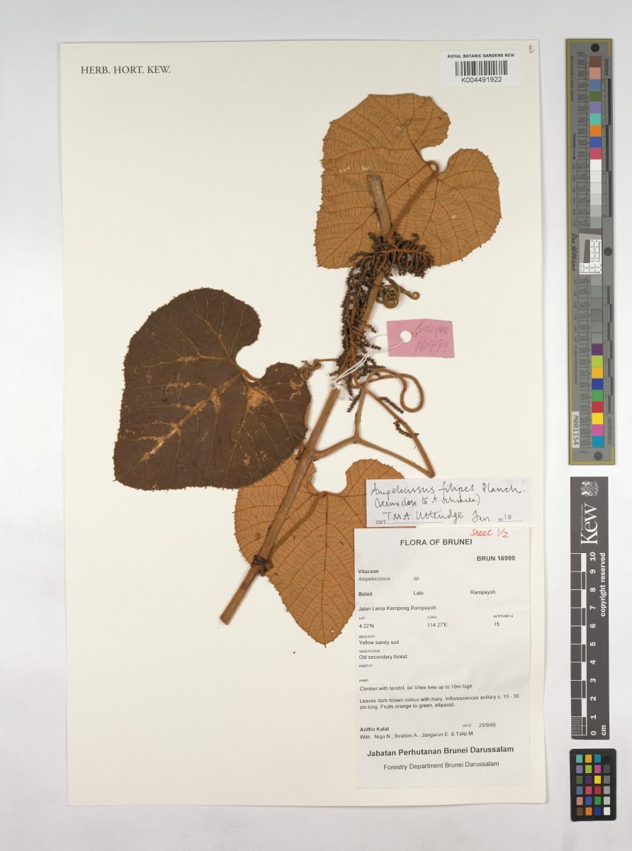 Ampelocissus filipes photograph 2